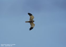 Busard des roseaux - Western or Eurasian Marsh-Harrier