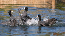 Foulque macroule - Common Coot or Eurasian Coot (Canon EOS 20D 1/1600 F7.1 iso400 235mm)