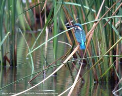 Martin-pêcheur d'Europe - Common Kingfisher ()