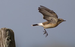 Traquet motteux - Northern Wheatear (Canon EOS 30D 1/2500 F4 iso200 300mm)
