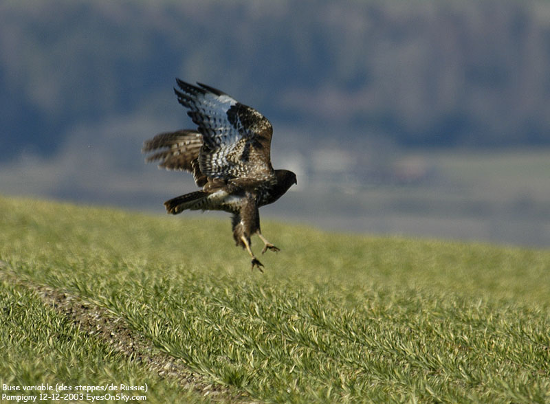 Nature/Birds/Bl/buse_variable_des_steppes_DSC_4489.jpg