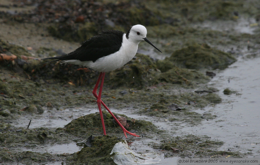 Nature/Birds/E-F/echasse-blanche-IMG_5218.jpg