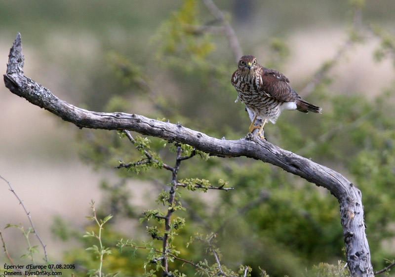 Nature/Birds/E-F/epervier_deurope_IMG_4411.jpg