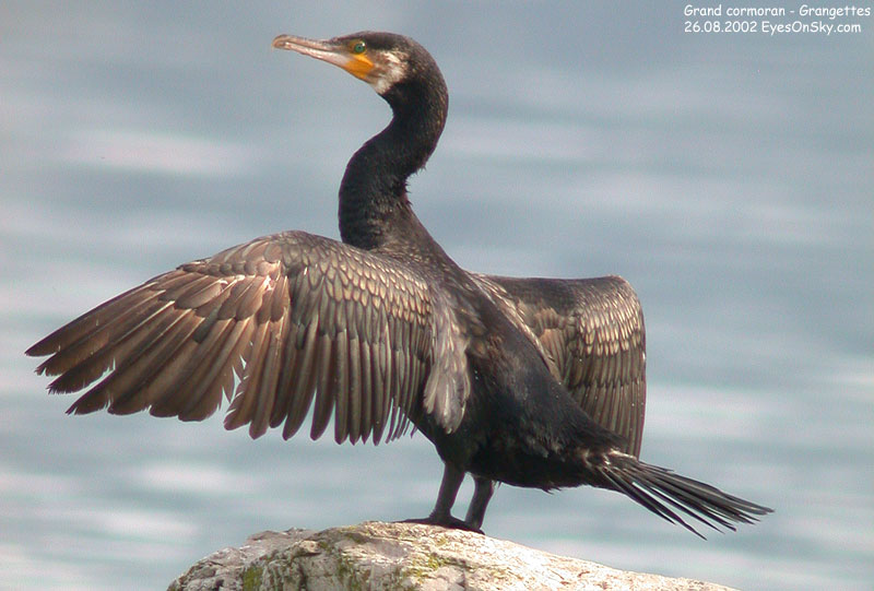 Nature/Birds/G/grand_cormoran_DSCN6924.jpg