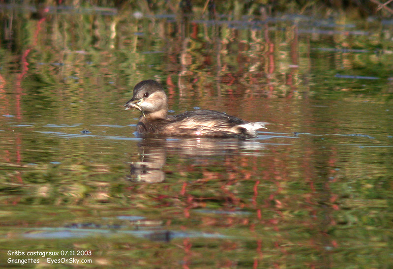 Nature/Birds/G/grebe_castagneux_DSCN1297.jpg