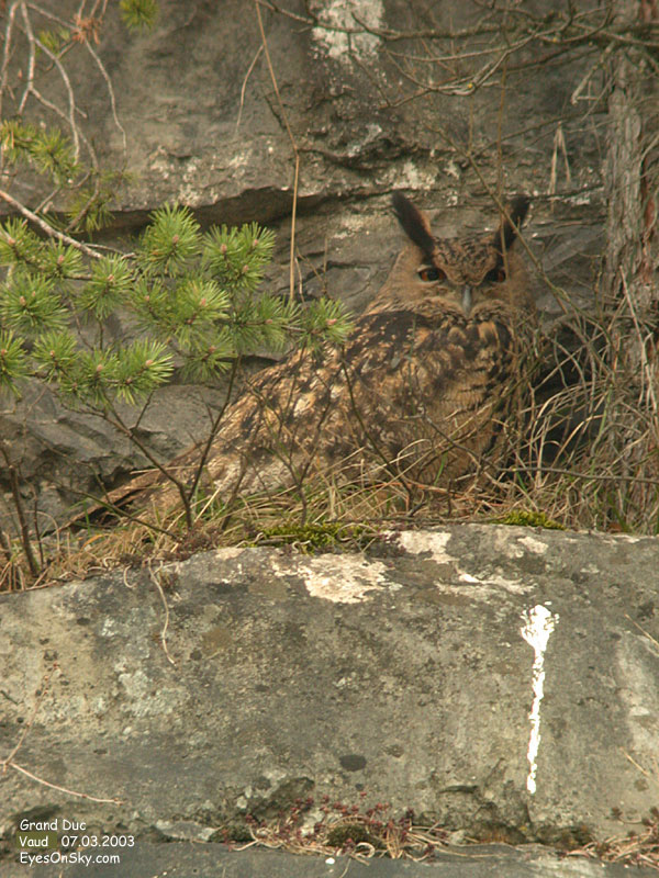 Nature/Birds/H-I/hibou_grand_duc_DSCN8473g.jpg