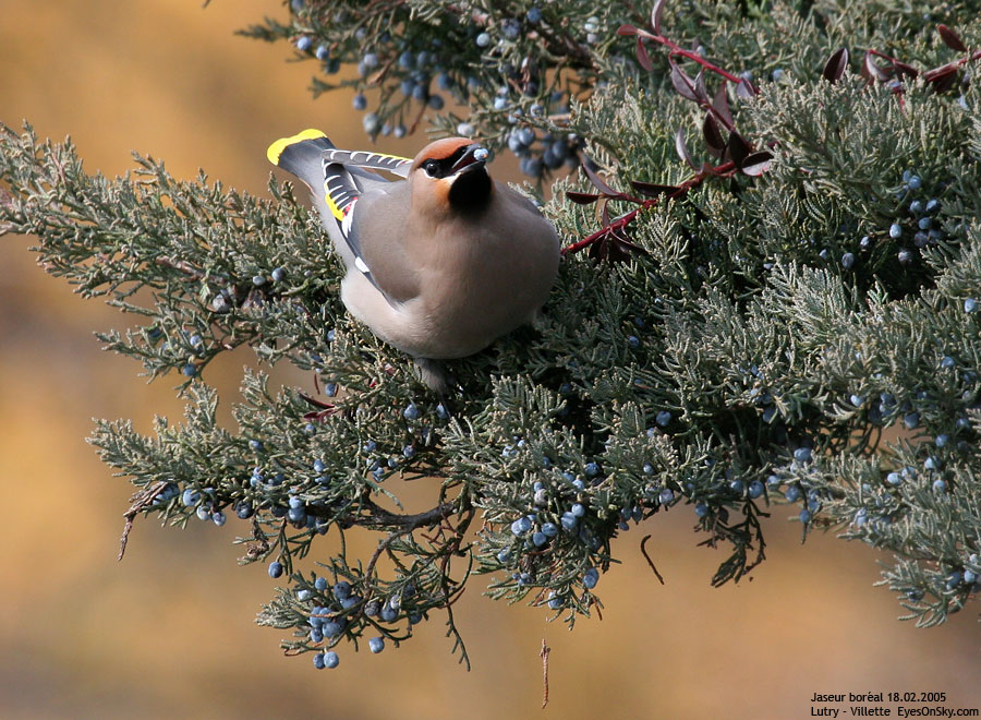 Nature/Birds/J-O/jaseur_boreal_IMG_3518.jpg