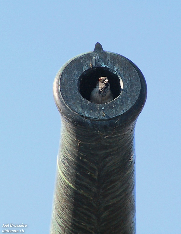 Nature/Birds/J-O/moineau-domestique-IMG_4001.jpg