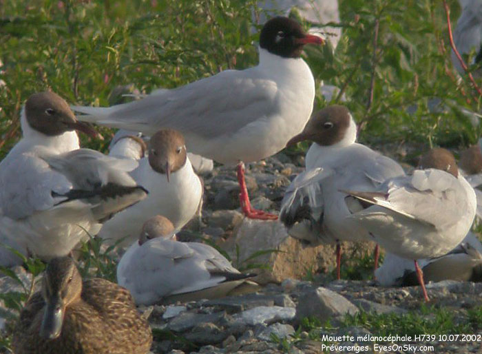 Nature/Birds/J-O/mouette_melanocephale_mDscn4929g.jpg