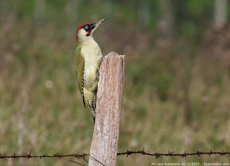 Nature/Birds/P/pic_vert_IMG_3213.jpg