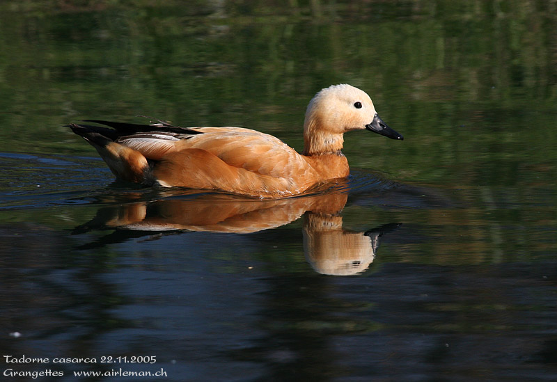 Nature/Birds/T-V/tadorne_casarca_IMG_7493.jpg