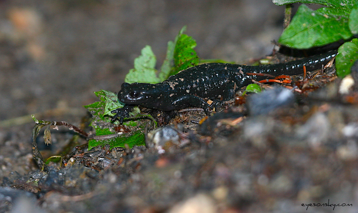 Nature/zBatraciens/salamandre-noire-IMG_1494.jpg