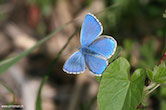 randimg/nature