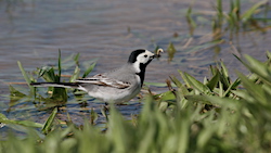 Bergeronnette grise - White Wagtail (Canon EOS 20D 1/2000 F7.1 iso400 340mm)