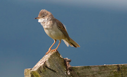 Fauvette grisette - Common Whitethroated (Canon EOS 30D 1/2000 F4 iso200 300mm)