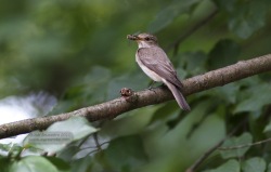 Gobemouche gris - Spotted Flycatcher ()