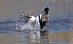 Grèbe huppé - Great Crested Grebe (Canon EOS 30D 1/2500 F4 iso200 300mm)