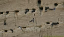 Hirondelle de rivage - Sand Martin or Bank Swallow ()