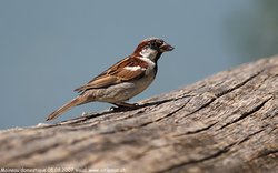 Moineau domestique - House Sparrow ()