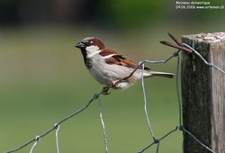 Moineau domestique - House Sparrow ()
