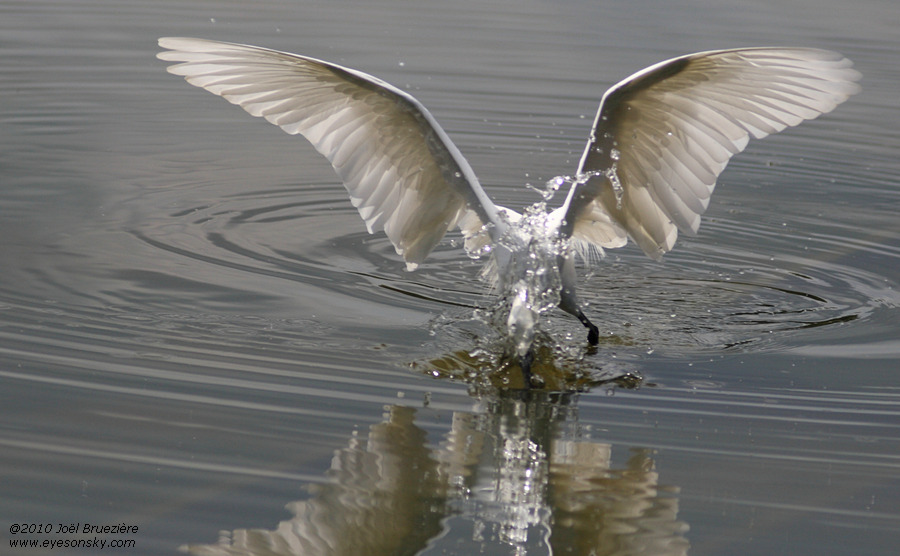 Nature/Birds/A/aigrette-garzette-IMG_9716.jpg