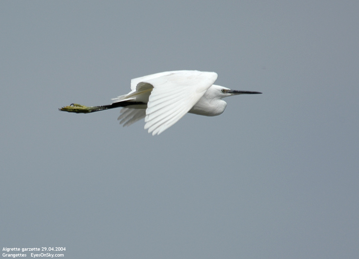 Nature/Birds/A/aigrette_garzette_DSC_7386.jpg