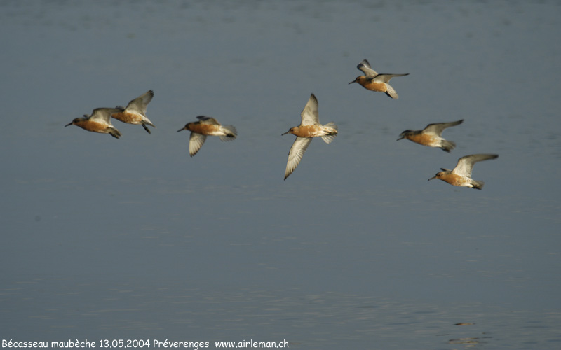 Nature/Birds/Ba/becasseau-maubeche-DSC_8581.jpg
