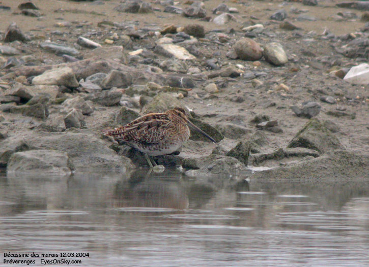 Nature/Birds/Ba/becassine_des_marais_DSCN1271.jpg