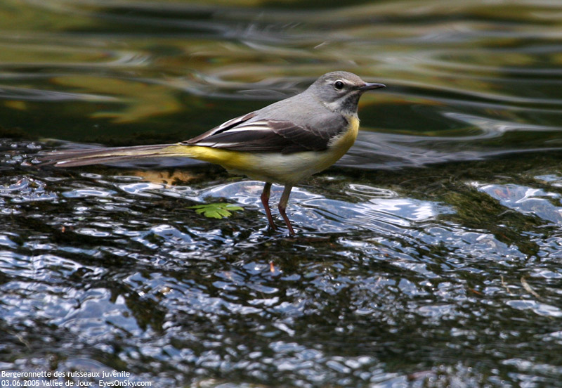 Nature/Birds/Ba/bergeronnette_des_ruisseaux_IMG_8734.jpg