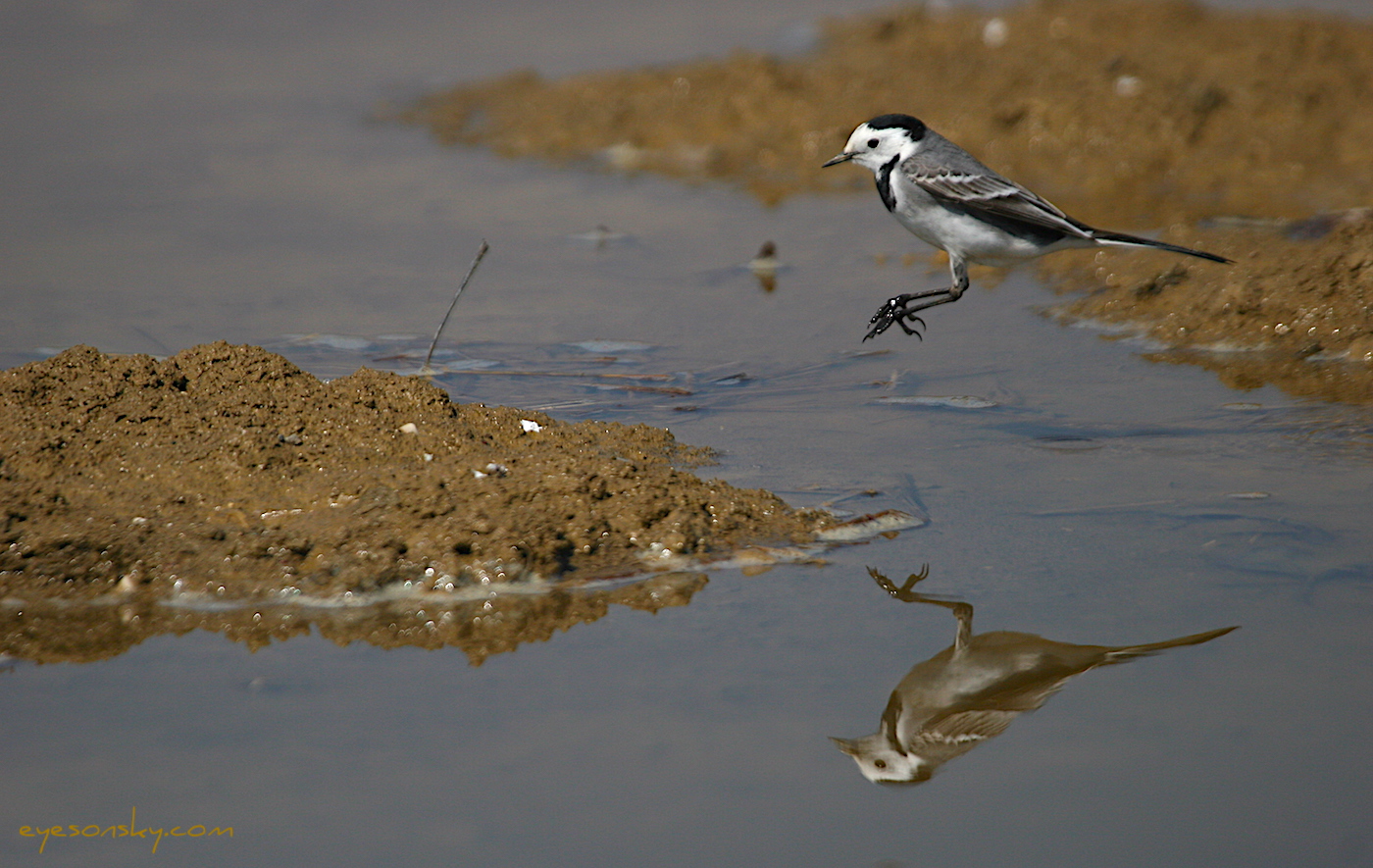 Nature/Birds/Ba/bergeronnette_grise_IMG_6525.jpg