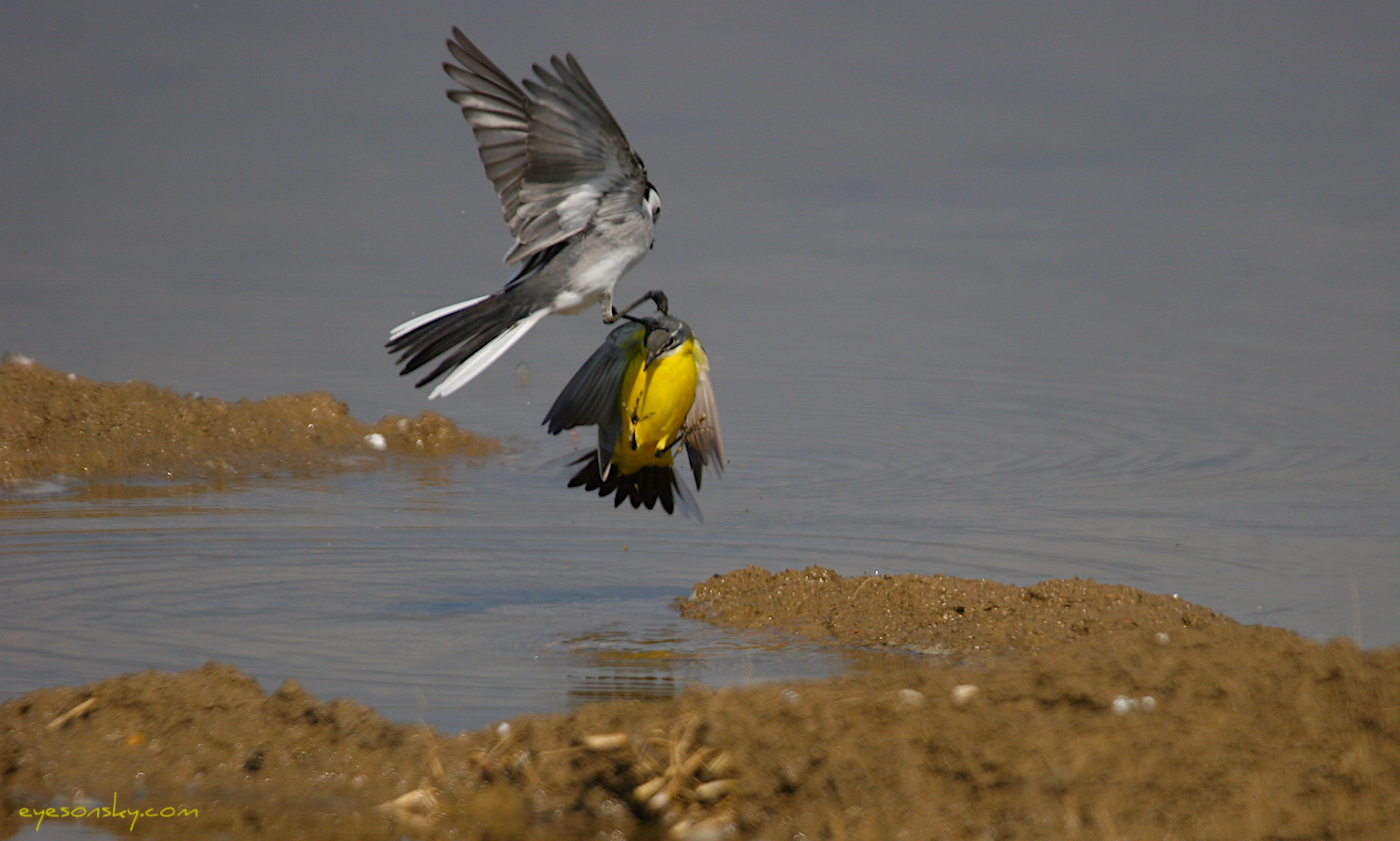 Nature/Birds/Ba/bergeronnette_printaniere_IMG_6471.jpg