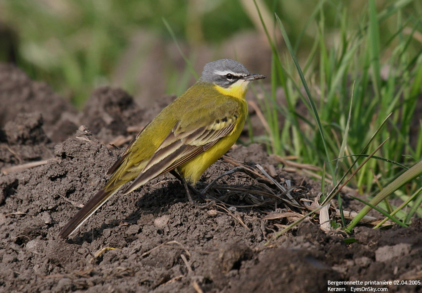 Nature/Birds/Ba/bergeronnette_printaniere_IMG_8628.jpg