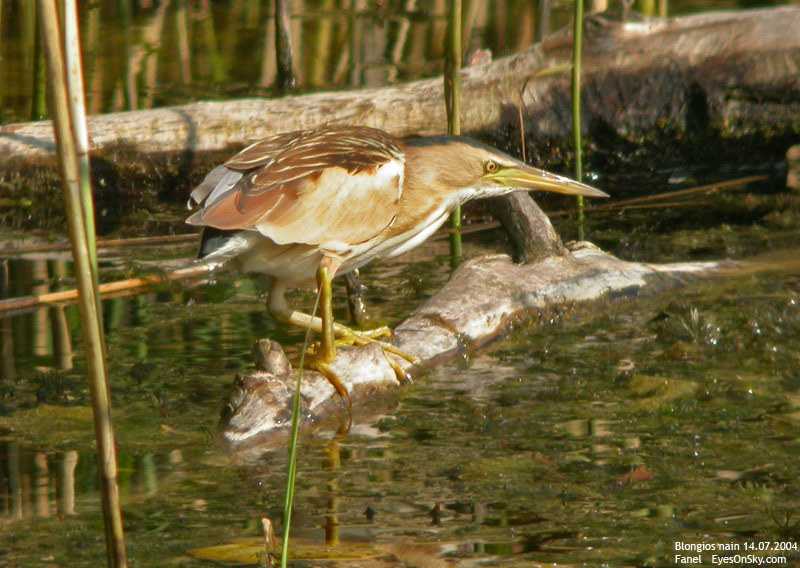 Nature/Birds/Bl/blongios_nain_DSCN0064.jpg