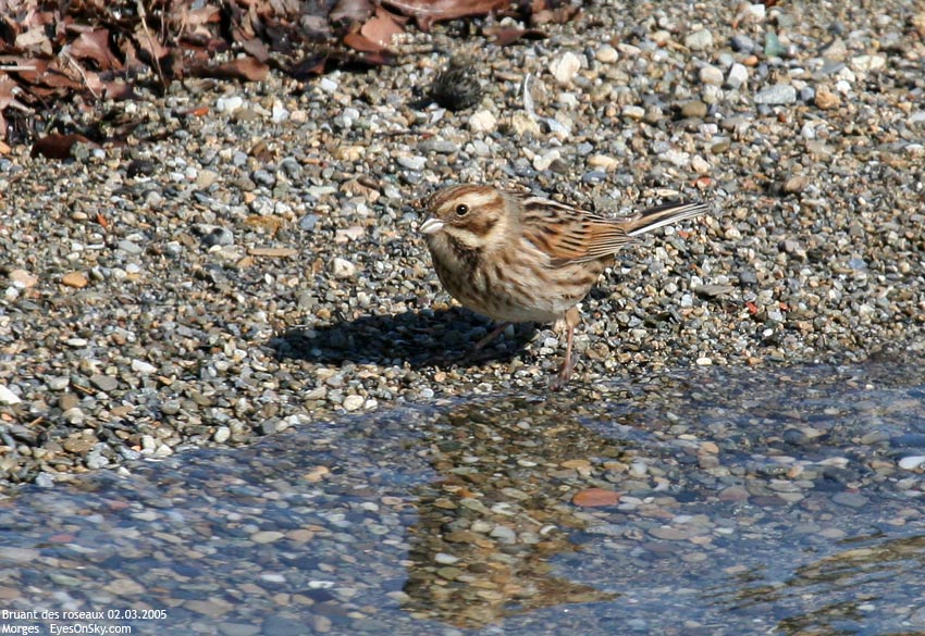 Nature/Birds/Bl/bruant_des_roseaux_IMG_4851.jpg