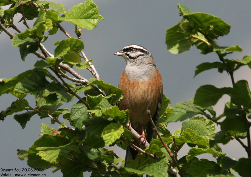 Nature/Birds/Bl/bruant_fou_IMG_9394.jpg