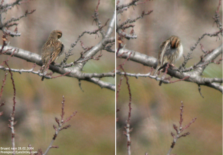 Nature/Birds/Bl/bruant_nain_DSCN0926-27.jpg