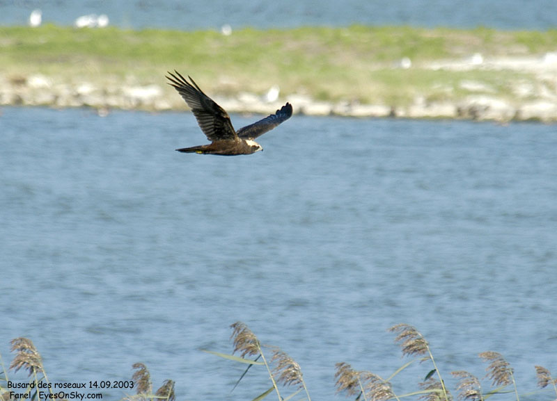 Nature/Birds/Bl/busard_des_roseaux_DSC_3163.jpg