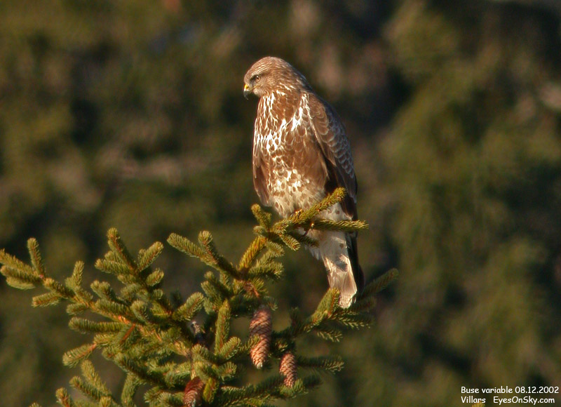 Nature/Birds/Bl/buse_variable_DSCN7482.jpg