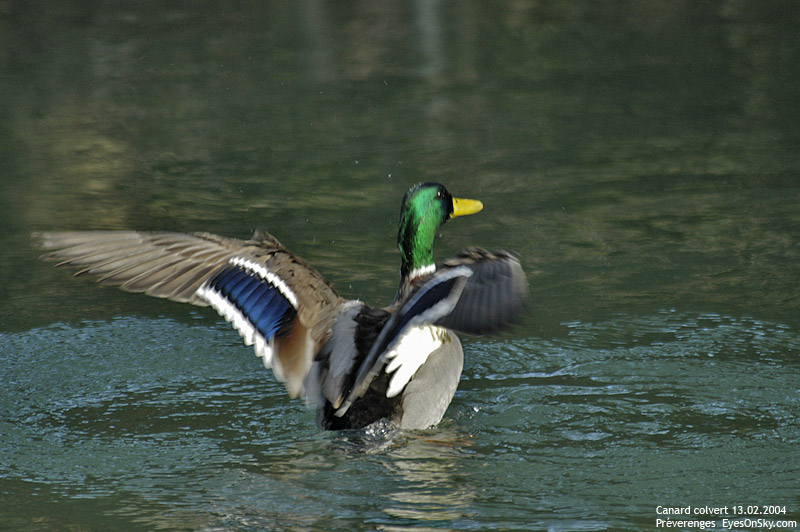 Nature/Birds/Ca/canard_colvert_DSC_5875.jpg