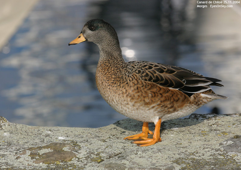 Nature/Birds/Ca/canard_de_chiloe_IMG_8884.jpg