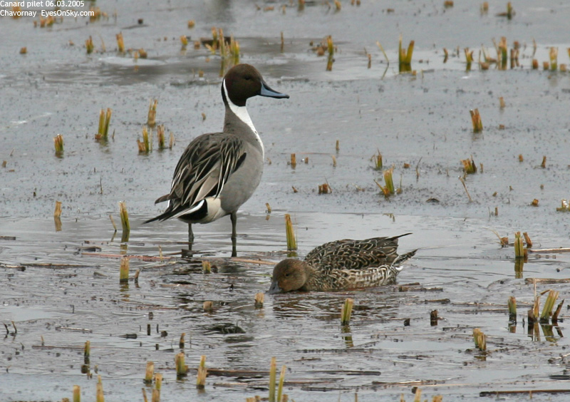 Nature/Birds/Ca/canard_pilet_IMG_5554.jpg