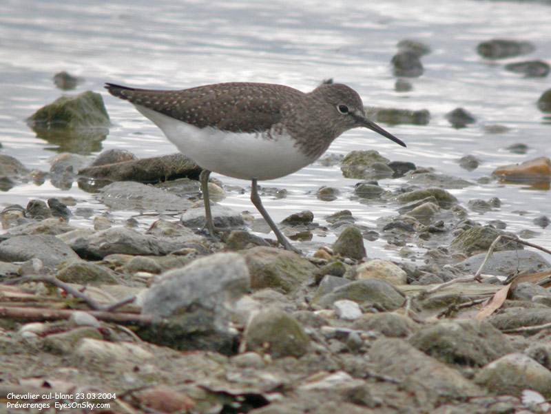 Nature/Birds/Ca/chevalier_cul-blanc_DSCN1610.jpg