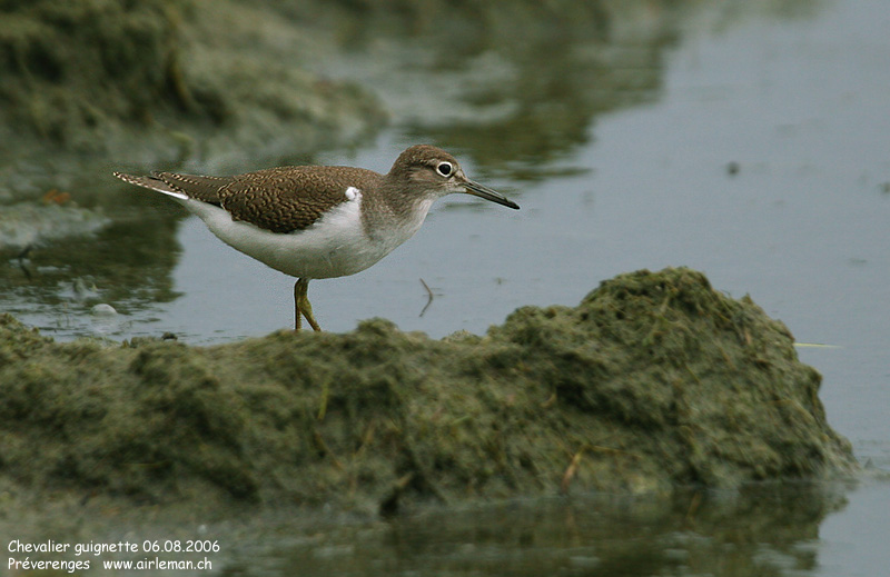 Nature/Birds/Ca/chevalier_guignette_IMG_9999.jpg