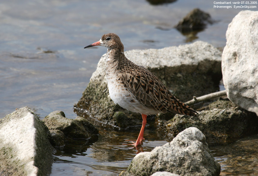Nature/Birds/Ca/combattant_varie_IMG_5594.jpg