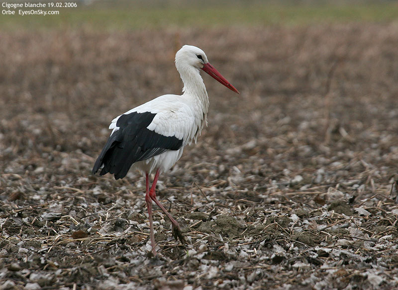 Nature/Birds/Ci/cigogne_blanche_IMG_3210.jpg
