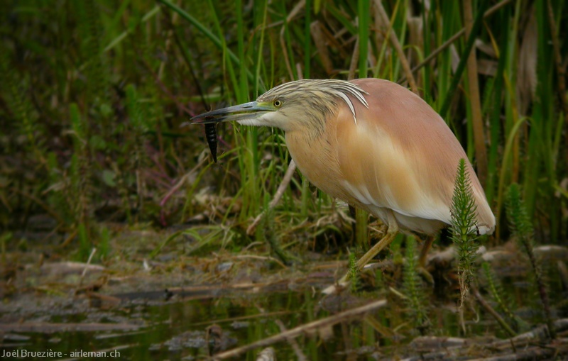 Nature/Birds/Ci/crabier-chevelu-DSCN9968.jpg