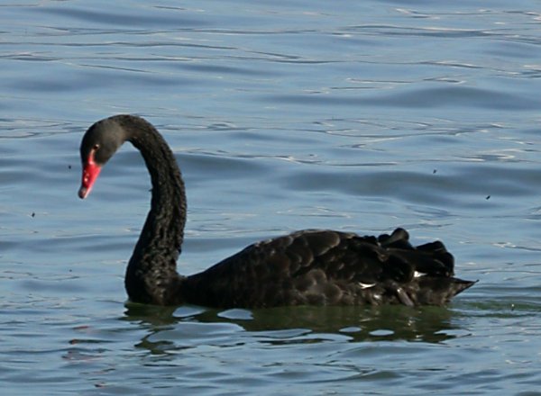 Nature/Birds/Ci/cygne_noir_Dscn1229.jpg