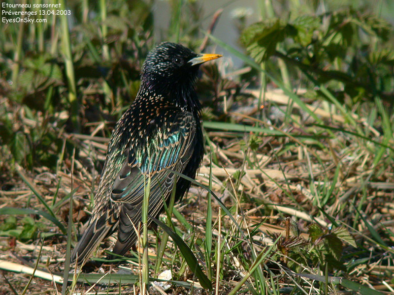 Nature/Birds/E-F/etourneau_sansonnet_DSCN9518.jpg