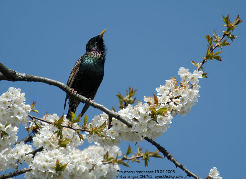 Nature/Birds/E-F/etourneau_sansonnet_DSC_0173.jpg