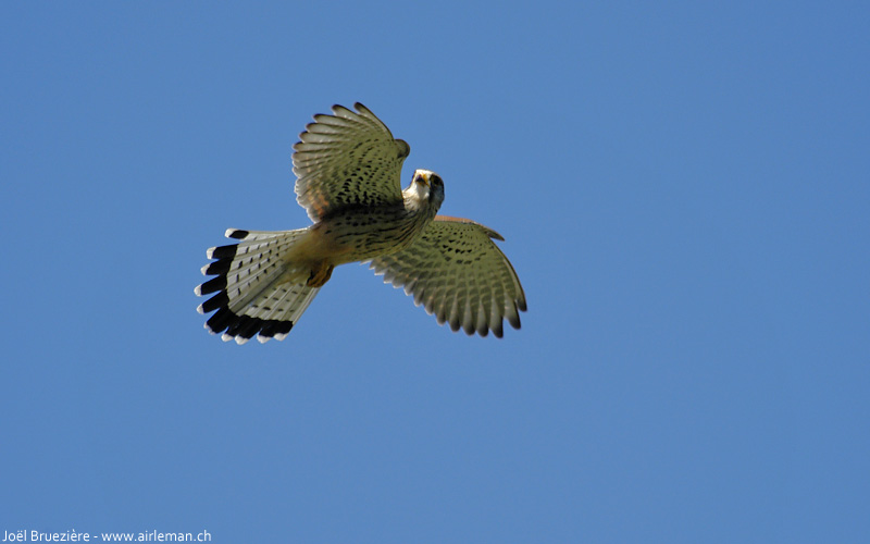 Nature/Birds/E-F/faucon_crecerelle_DSC_7270.jpg
